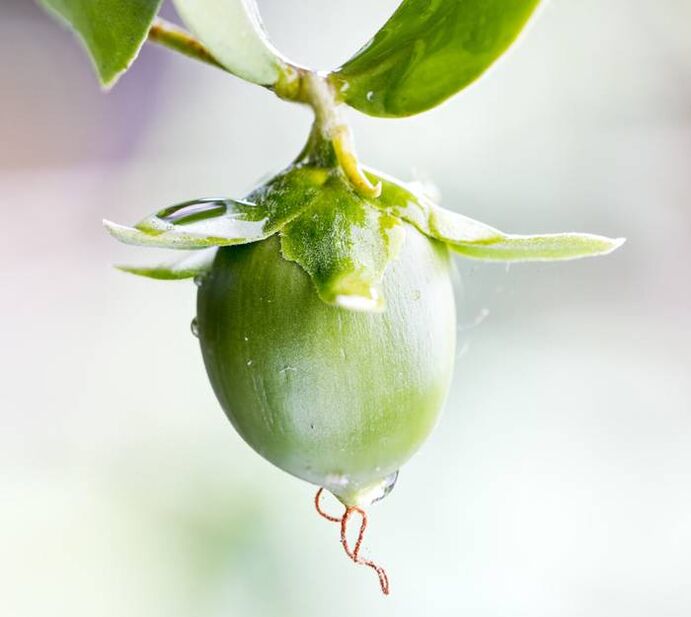 Dầu dưỡng ẩm chống nhăn thu được từ quả jojoba